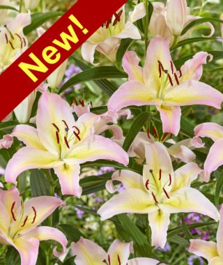 Oriental Lily Hocus Pocus 