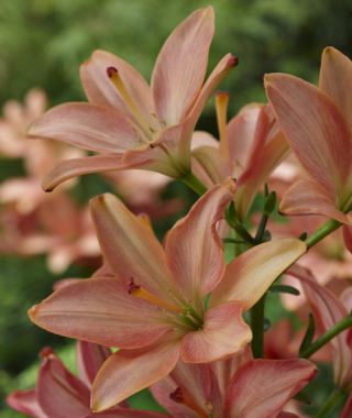 Asiatic Lily Little Kiss