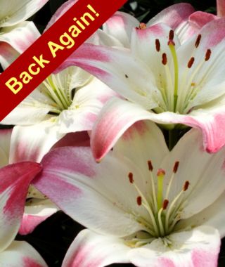 Asiatic Lily Lollipop