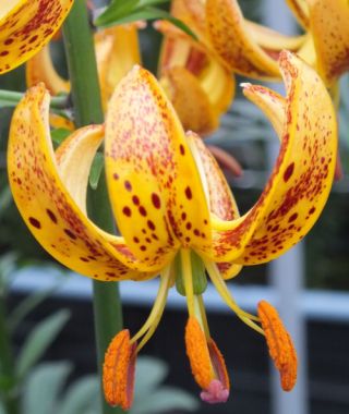 Lily martagon Sunny Morning