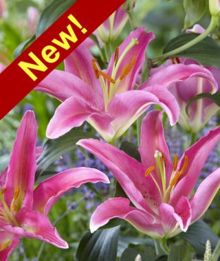 Oriental Lily Mount Cook