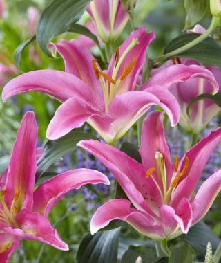 Oriental Lily Mount Cook