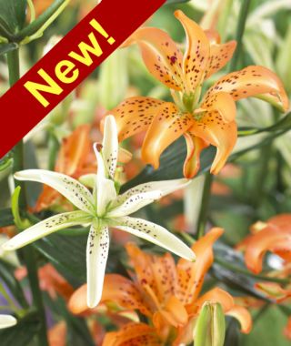 Asiatic Lily Must See