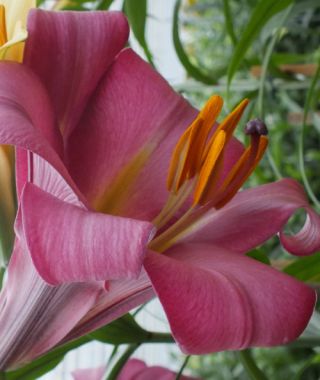 Lily Pink Perfection