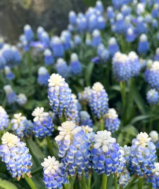 Muscari armeniacum Mountain Lady 