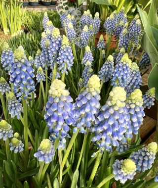 Muscari armeniacum Julia