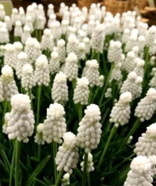 Muscari armeniacum Siberian Tiger