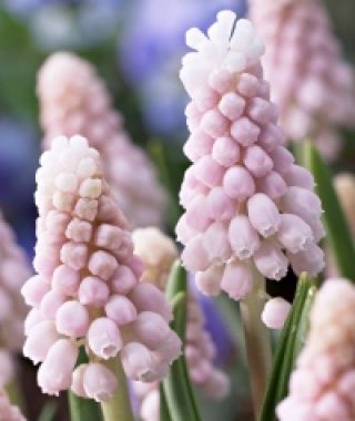 Muscari Pink Sunrise