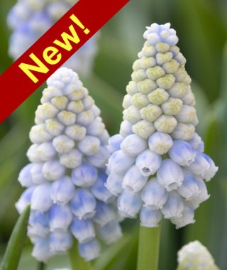 Muscari Alaska