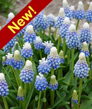 Muscari armeniacum Mountain Lady