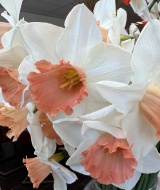 Narcissus Accent