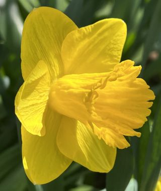 Large Cupped Narcissus Archetype