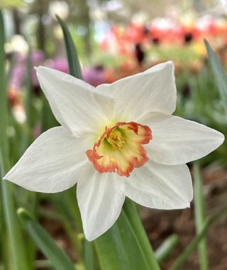 Narcissus Audubon
