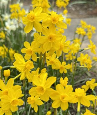 Narcissus Baby Boomer