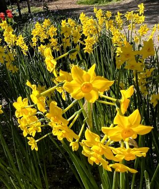 Narcissus Baby Boomer