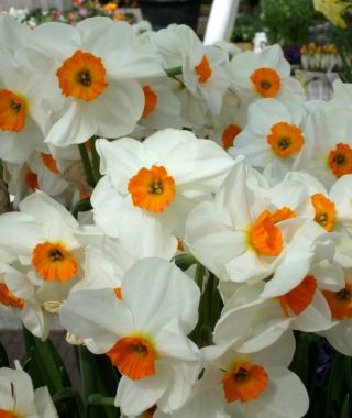 Narcissus Beautiful Eyes