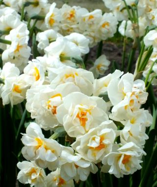 Double Narcissus Bridal Crown