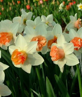 Narcissus Candy Princess