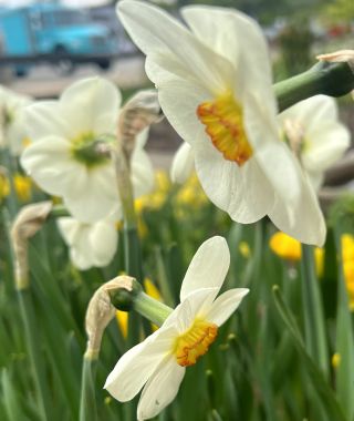 Narcissus Capisco 