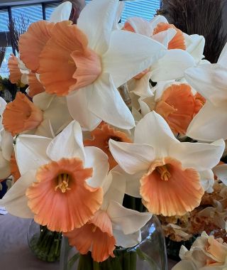 Narcissus Chromacolor