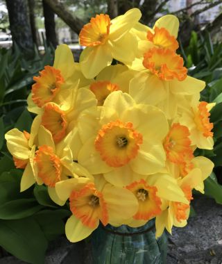 Narcissus Delibes