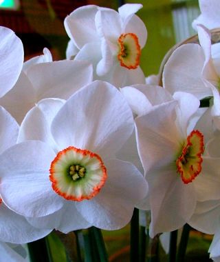 Narcissus Dreamlight