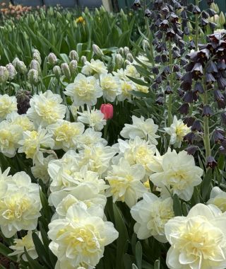 Narcissus Easter Born