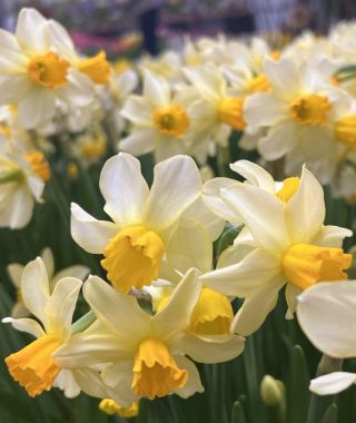 Narcissus Eaton Song