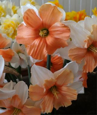 Narcissus Electrus