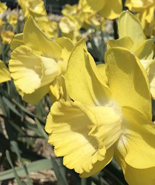 Narcissus Fellows Favorite