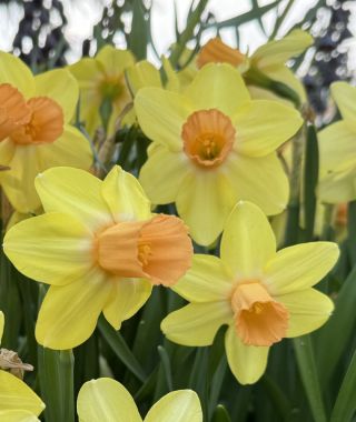 Cyclamineus Narcissus Fidan