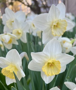 Narcissus Frosty Snow
