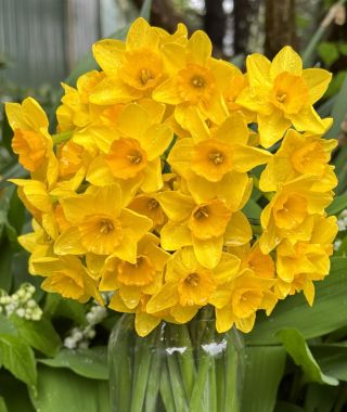 Jonquilla Narcissus Garden Opera