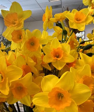 Jonquilla Narcissus Garden Opera