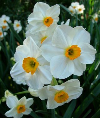 Narcissus Geranium