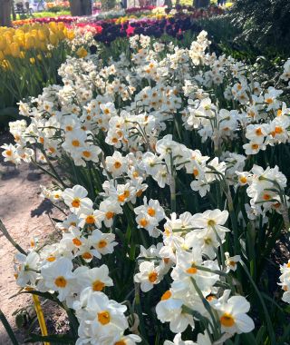 Narcissus Geranium