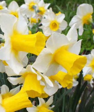 Narcissus Golden Echo