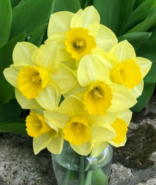 Narcissus Golden Salome