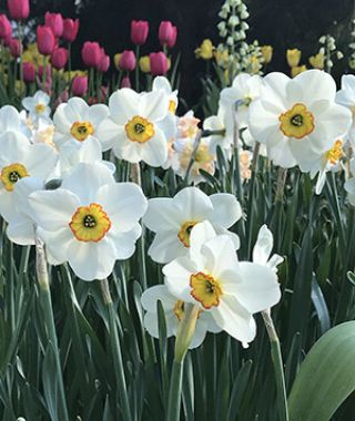 Narcissus Goose Green