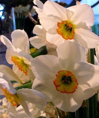 Narcissus Goose Green