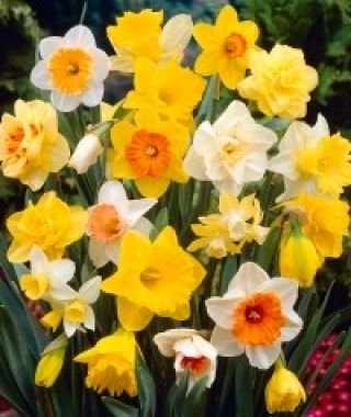 The Scheepers Gold Medal Narcissus Mixture