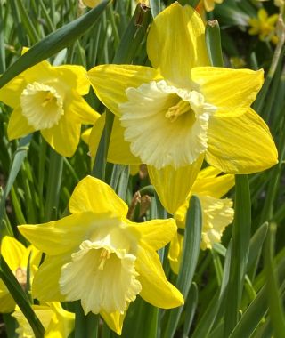 Narcissus Greengarden