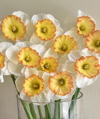 Narcissus Hawaiian Skies