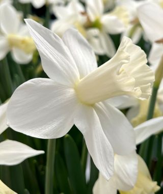 Narcissus Ice Baby