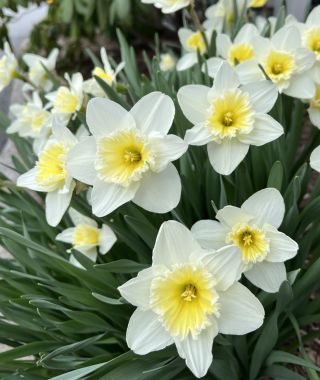 Narcissus Ice Follies