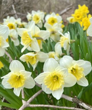 Narcissus Ice Follies
