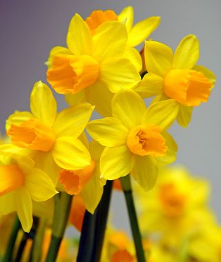 Narcissus Jetfire