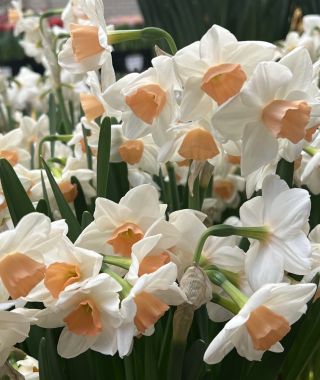 Narcissus Kapiti Peach