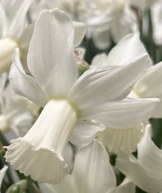 Cyclamineus Narcissus Lady Madonna