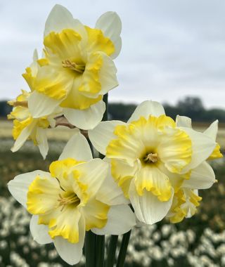 Split-Cup Narcissus Lemon Taffeta